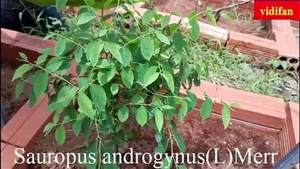 Uses of Sauropus androgynus(L)Merr to treat thrush, detoxify, diuretic, and cool the blood