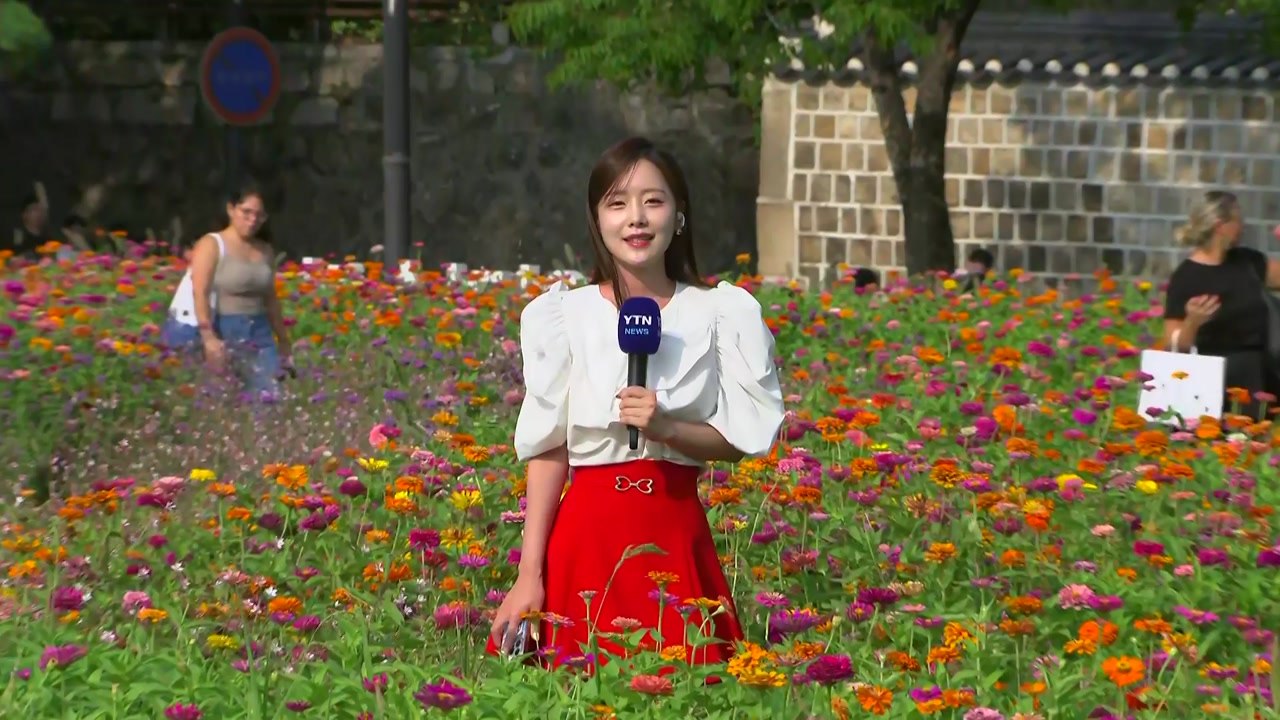 [날씨] 가을의 전령사 코스모스 활짝...늦더위 속 가을 성큼 / YTN