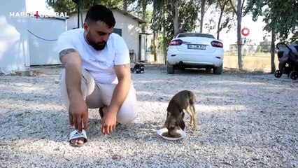 Aliyev'den barış anlaşması açıklaması