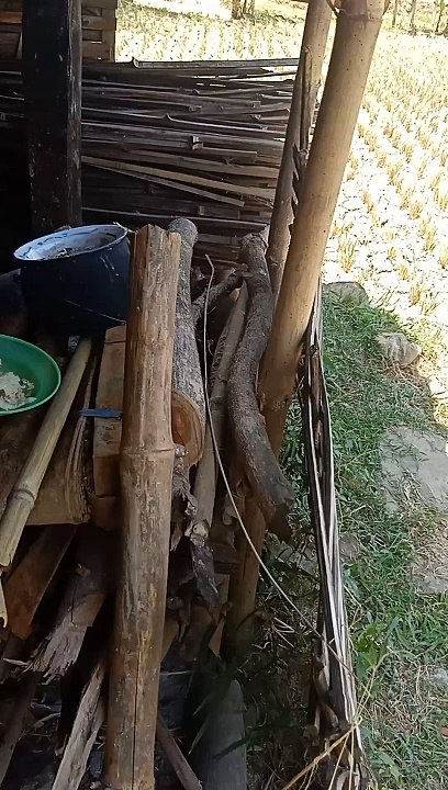 aya cau dak