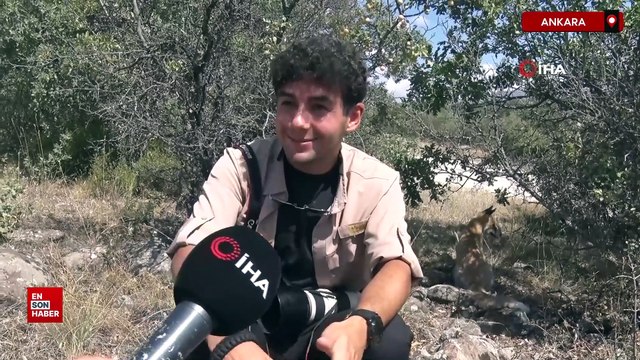 Ankara'da yaban hayvanları zararsız dediği anda tilkinin saldırısına uğradı