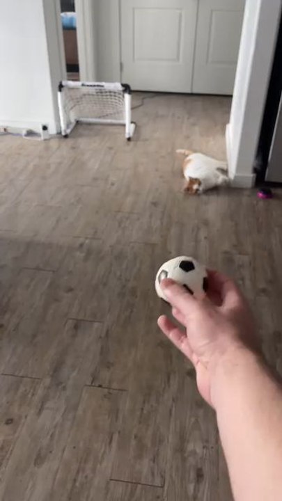 "Scoring Against This Kitty Better Luck Next Time Follow For More Videos Have Trendingreels"...!!