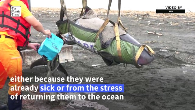 Volunteers train to help increasing number of stranded whales and dolphins in Taiwan