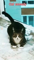 __ik no actual watermark bcuz im lazy__#lore #forms #yazuki #ashlyn #yuri #xavier #experiments