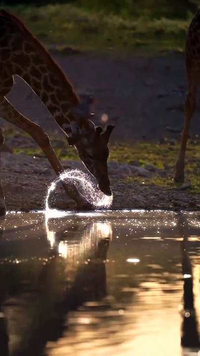 May you Rise and shine like them.........#videooftheday #naturephotography #naturelovers #nature #naturelover #wildlifephotography #wildlife #wildlifeph