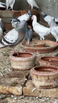 #trending #usa #viral #shortvideo #baby #pet #animals #birds #pigeon #pigeonlove #danish #magpies