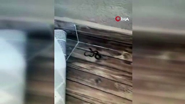 Görenler gözlerine inanamadı! 4'üncü katın balkonuna yılan çıktı