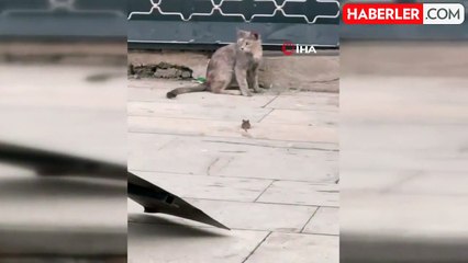 Elazığ'da kedilerin fare ile oyunu kameraya yansıdı