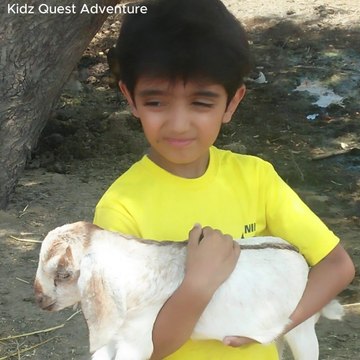 beautifull babies playing with goats baby | New Children’s Song | bakri ke bacche wali poem
