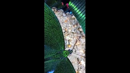 Animals and Nature 🌿