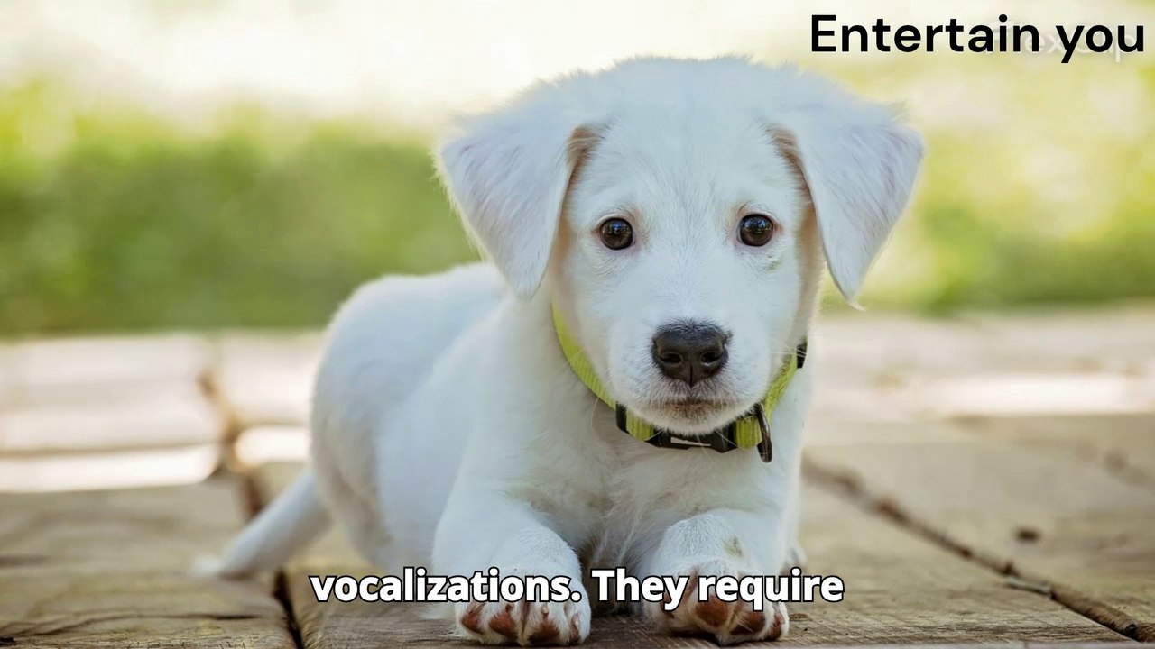 Dogs documentary/Dogs lover/ Dogs loyalty/ Dogs info that you should must know !