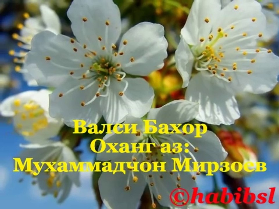 Balsi bahor