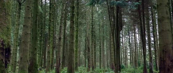 Willow _ Official Teaser Trailer _ Disney+