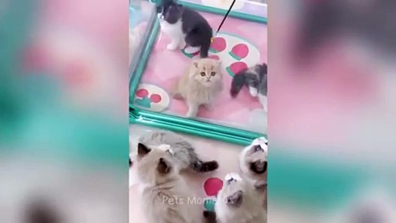 You Need a Cat for Daily Laughs  Funny Animal Videos 2024 