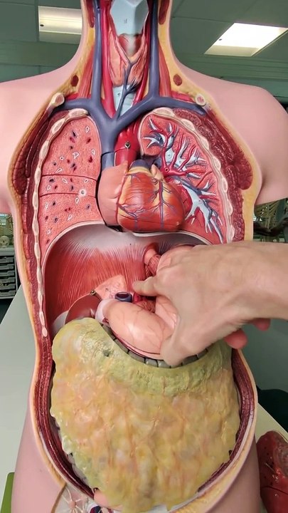 What does the diaphragm look like?