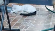 El gato pernanca y el gatito chamacorron jugando con el perrito panchito en el patio #shorts #animal