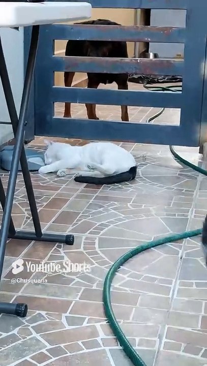 El gato pernanca y el gatito chamacorron jugando con el perrito panchito en el patio #shorts #animal
