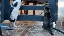 El gato pernanca el perro panchito y el gatito chamacorron comparten en el patio #shorts #animal
