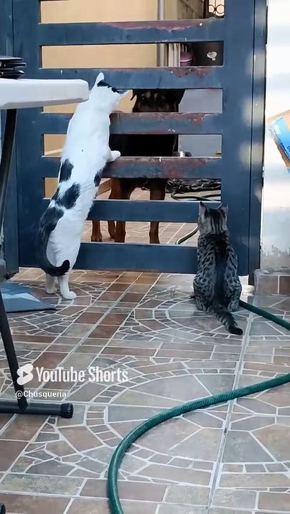 El gato pernanca el perro panchito y el gatito chamacorron comparten en el patio #shorts #animal