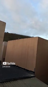 los seres alados cada dia son mas llegan volando a su panal y se reproducen rapido #shorts palomas