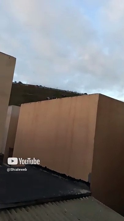 los seres alados cada dia son mas llegan volando a su panal y se reproducen rapido #shorts palomas