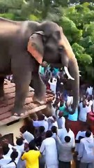 An elephant climbed onto the roof of the house _animals _shorts)
