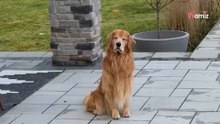 Su golden retriever no puede ir a la piscina por el invierno: tiene una idea para devolverle la alegría