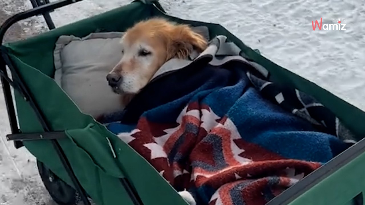 Her elderly Golden Retriever can’t walk, so she finds unique way to keep him moving