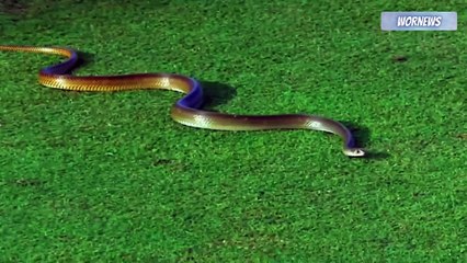 Snake joins LPL match