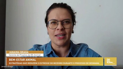Bem-estar animal: estratégias que reduzem o estresse do bezerro durante o processo de desmama