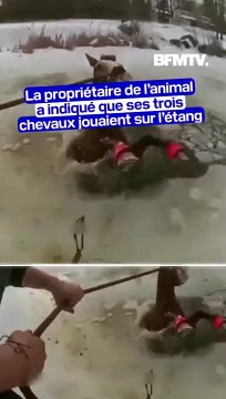 États-Unis: ce cheval, tombé dans un lac gelé, sauvé par sa propriétaire, ses proches et des policiers