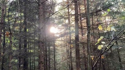 Steamer - a Decent Sampler Instrument #Decent #samples #sounddesign #pressurecooker