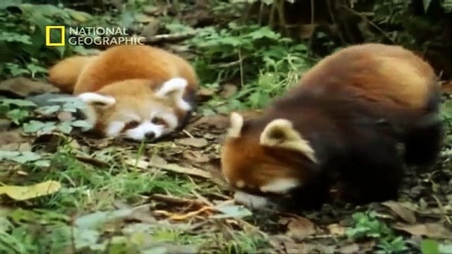 Descubre Bután: Un Documental de Paraísos Terrenales