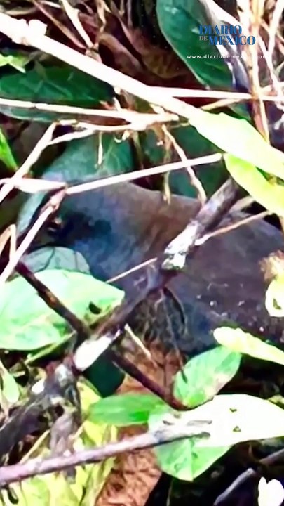 Científicos hallan una ave que se creía extinta hace casi dos siglos en una isla de las Galápagos