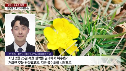 [날씨] "벌써 봄?" 설악산 복수초 '활짝'...연휴엔 비바람·폭설 / YTN