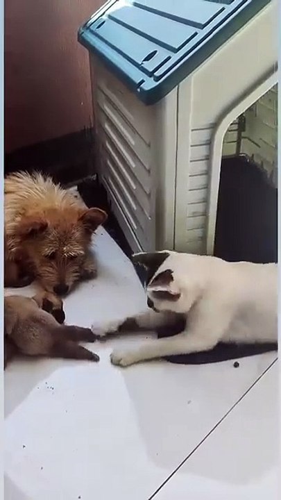 Meow & Woof Universe