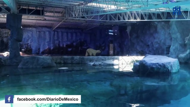 Nur, la primera osezna polar nacida en Latinoamérica, da sus primeros pasos en Brasil