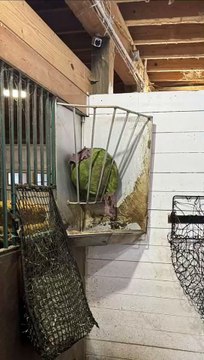 Not only can he shoot, he even knows how to celebrate