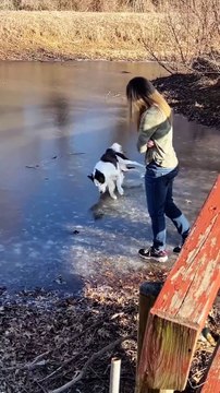 Son absolutamente increíbles: el vídeo de cómo las mascotas se mimetizan con sus dueños