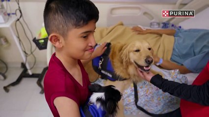 “Juntos es Mejor”, de Purina y Cenatac: terapias caninas que transforman vidas