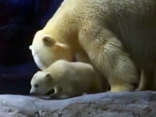 Primeira filhote de urso polar nascida na América Latina é apresentada no aquário de São Paulo