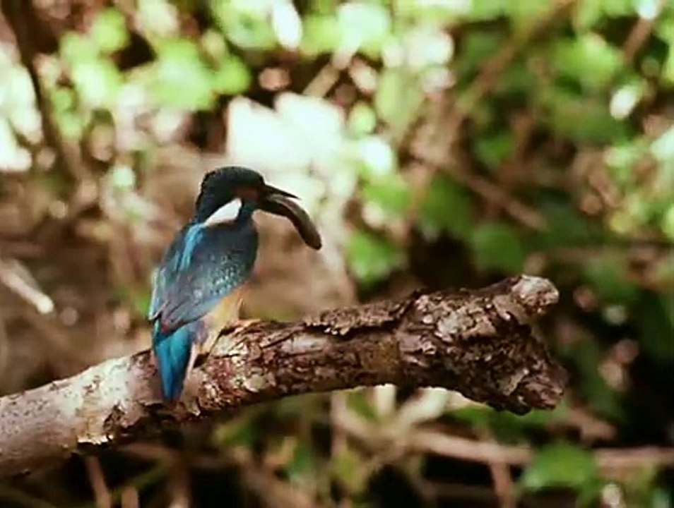 Im Schatten der Eule E06 - Paeng