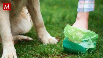 Larva Migrans Cutánea genera preocupación: El parásito es generado por las heces de mascotas