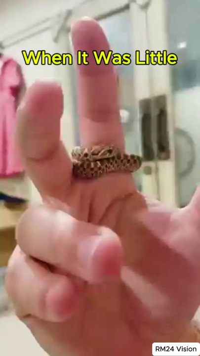 😂🐣 "I Grew Up... But Not as Expected!" 🤣📏 #cuteandfunny #animalcomedy #shorts #shortvideo #short