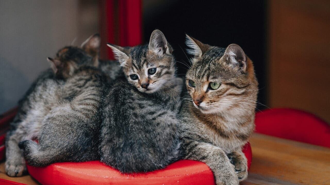 La vie secrète des chats