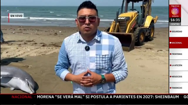 Localizan sin vida a un delfín en la playa de Coatzacoalcos, Veracruz