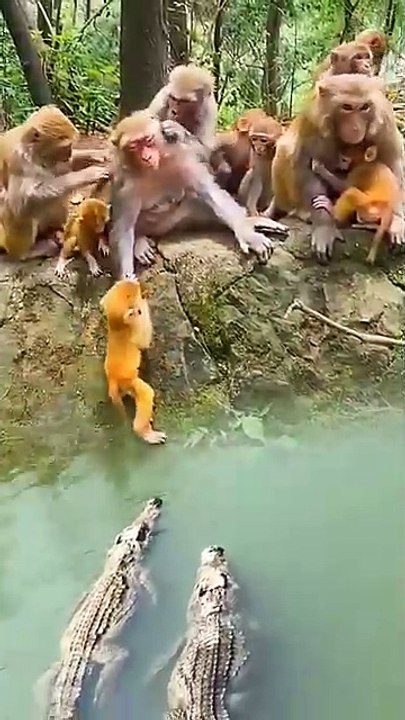 The confusing behavior of animals All animals are created equal Wonderful animal)