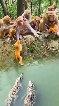 The confusing behavior of animals All animals are created equal Wonderful animal)