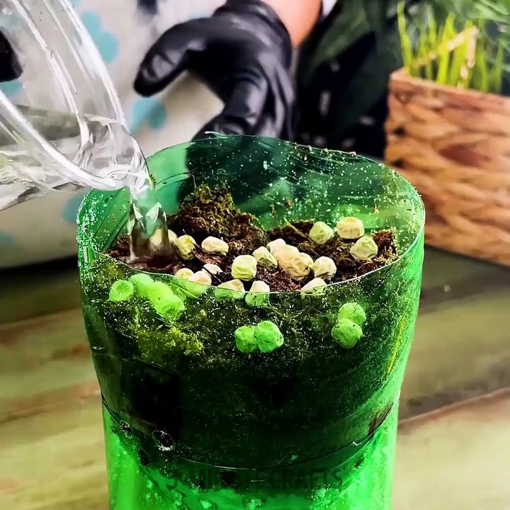 Gardening Hacks: 101 Indoor Planting Tips. Simple Succulents for a Cozy Space 🌵