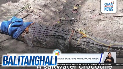 7.5 feet na buwaya, nabitag sa isang mangrove area | Balitanghali
